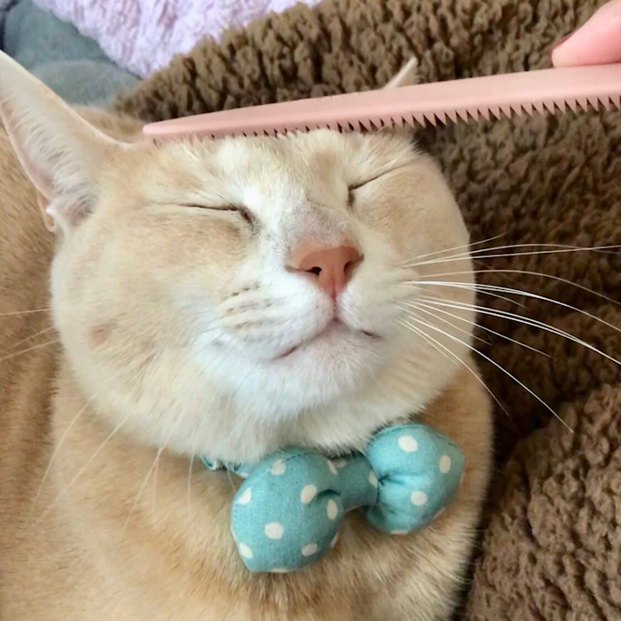 ワタオカ ねこじゃすり 1枚目