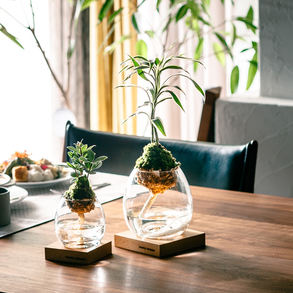 リグナテラス東京 トーチ　ダバリア　Mサイズ	 1枚目