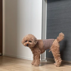 Pancia 犬用腹巻き Pancia シルクはらまき 1枚目