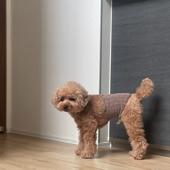 Pancia 犬用腹巻き Pancia シルクはらまき 1枚目