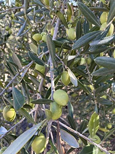 XYエクストラバージンオリーブオイル オーガニック Olive Japan 3年連続金賞受賞 250ml スペインアンダルシア州コルドバ産 早摘み 収穫4時間以内搾油 コールドプレス 単一品種 8枚目