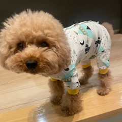 Medel Quon サボテンパジャマ 1枚目