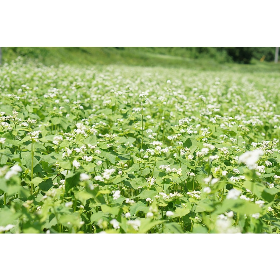 山本食品 究極そば 200g×10袋 4枚目