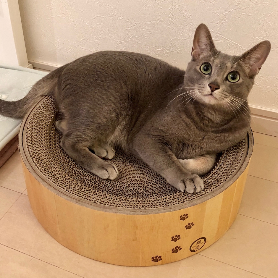 猫壱 バリバリボウル 1枚目