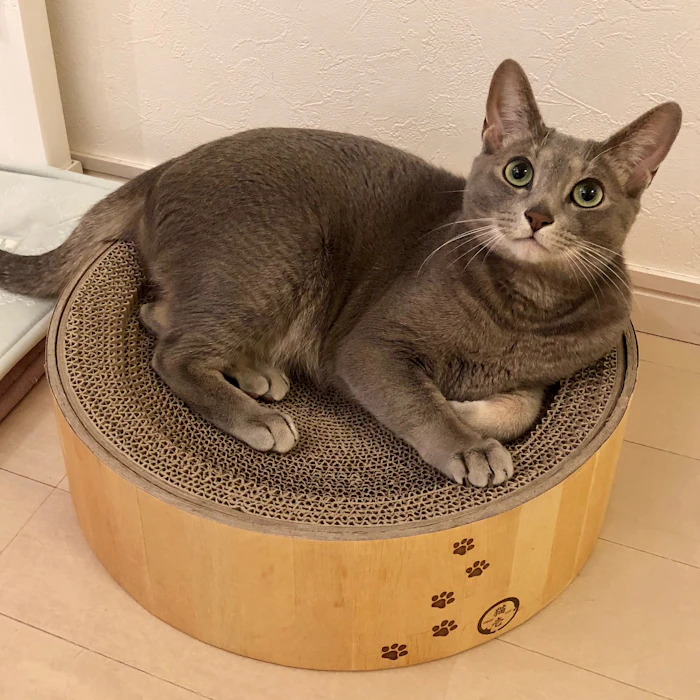 猫壱 バリバリボウル 1枚目