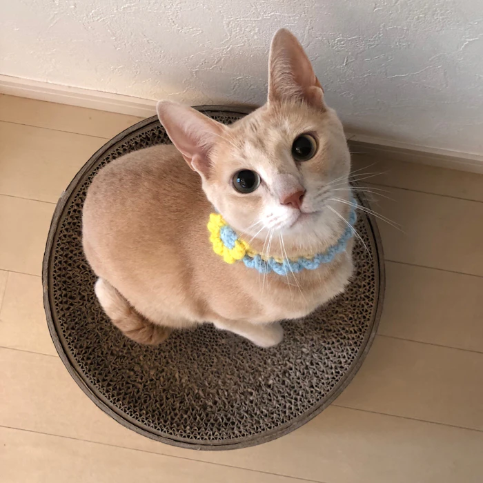 猫壱 バリバリボウル 2枚目