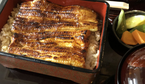 芳野屋 生蒸し鰻重 1枚目