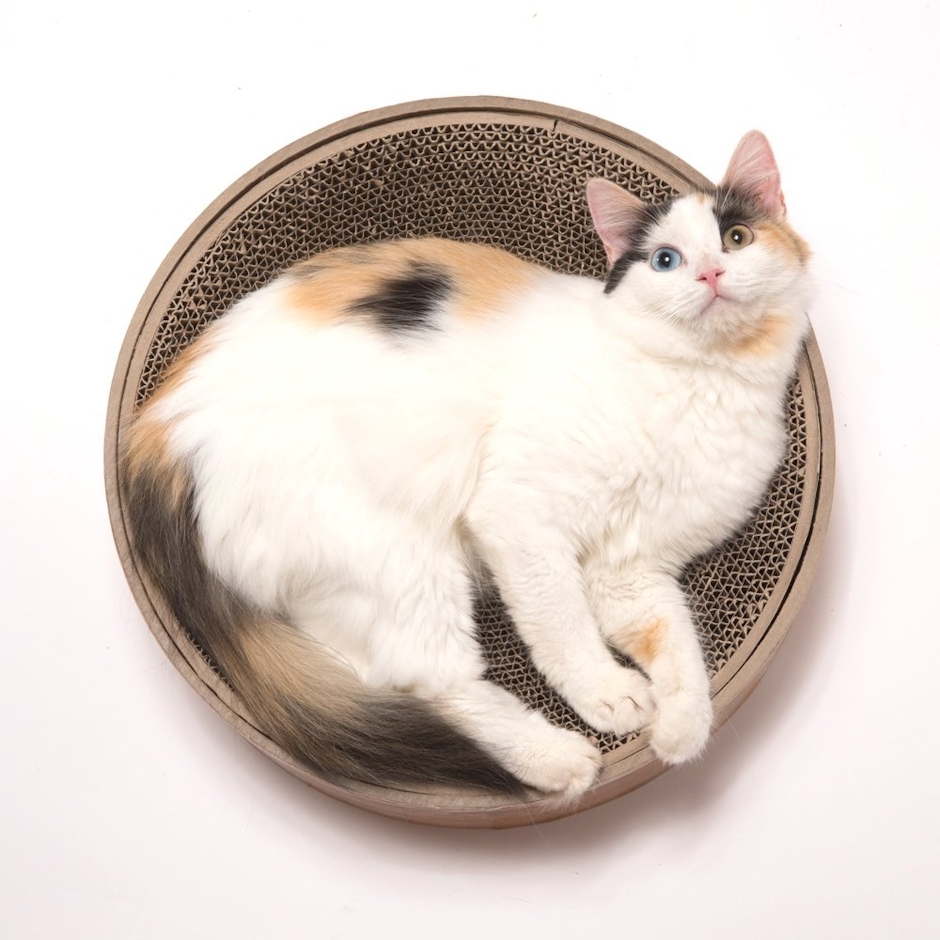 猫壱 バリバリボウル 5枚目