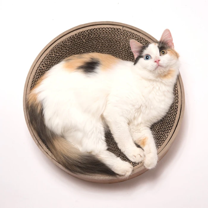 猫壱 バリバリボウル 5枚目