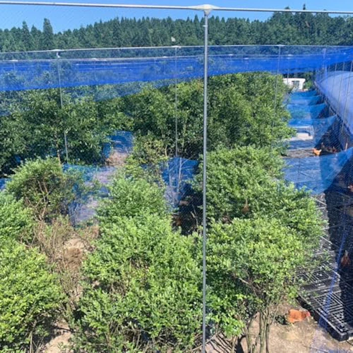 自然放牧場 お多福たまご 【桐箱入】オーガニック放牧卵「お多福たまご」8個入 6枚目