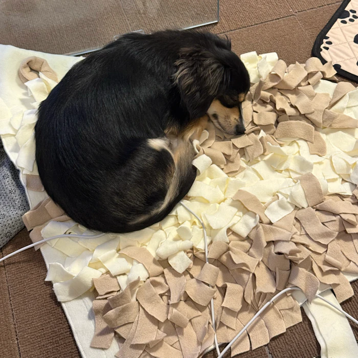 リノフリート ノーズワーク マット Mサイズ 犬 おもちゃ ペット 知育玩具 ペット用品 おやつ隠し 嗅覚訓練 小型犬 エサ 餌 ペットフード 運動不足 ストレス解消 集中力 早食い防止 毛布 知育マット 訓練マット 訓練毛布 送料無料 2枚目