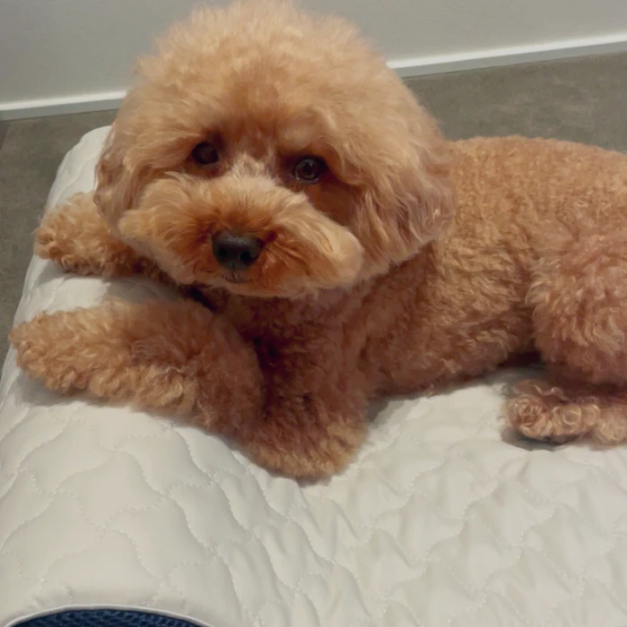 トゥルースリーパー ペットベッド 低反発ベッド(ペット用マット)ベッド・マット マット・プレート 小型犬用クッション 小型犬から中型犬 猫 介護マット/老犬用ベッド 床ずれ防止【送料無料 北海道・沖縄除く】 1枚目