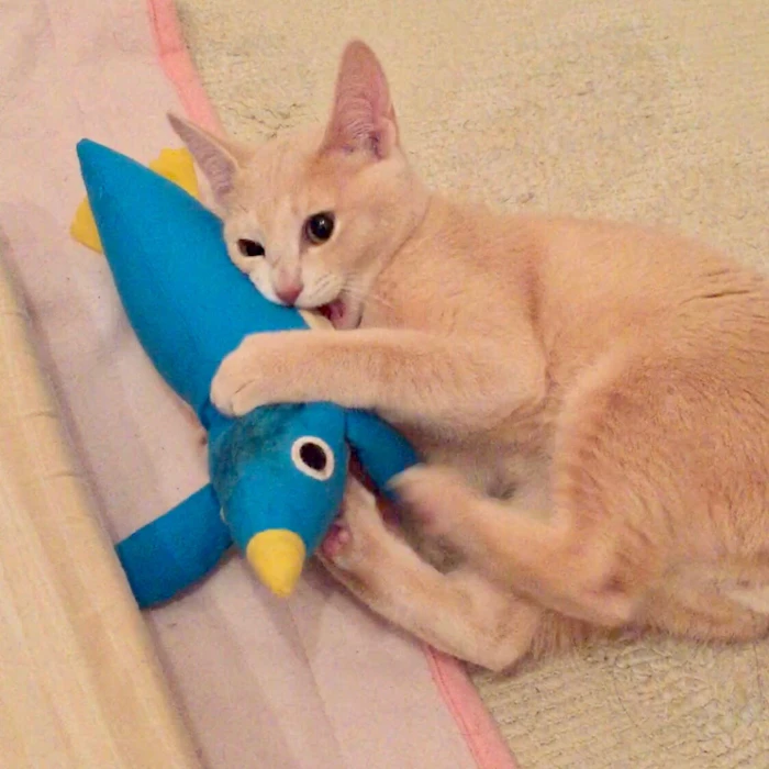 ペティオ けりぐるみ ペンギン 2枚目