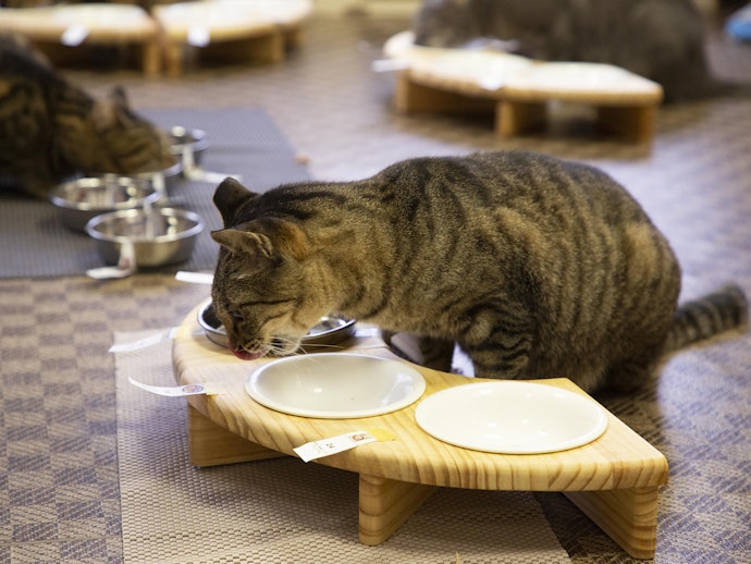 カナガンキャットフードの悪い口コミや評判を実際に使って検証レビュー Mybest