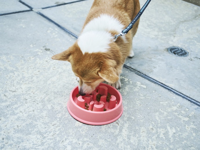 Lamaston ペット食器 犬用の悪い口コミや評判を実際に使って検証レビュー Mybest