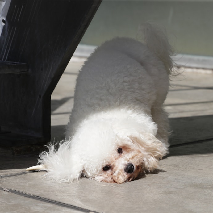 イチカワクリーニング 鹿の角の悪い口コミや評判を実際に使って検証レビュー Mybest