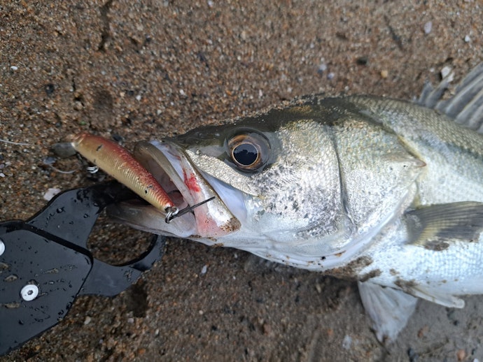 シーバス釣りには何が必要?
