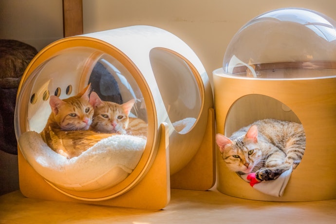 多頭飼いなら、ベッドも頭数分そろえよう