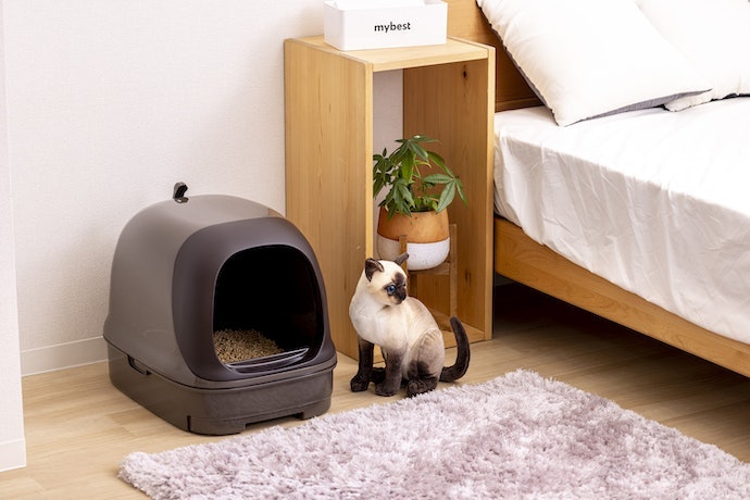 猫はトイレを使ってくれない原因は?