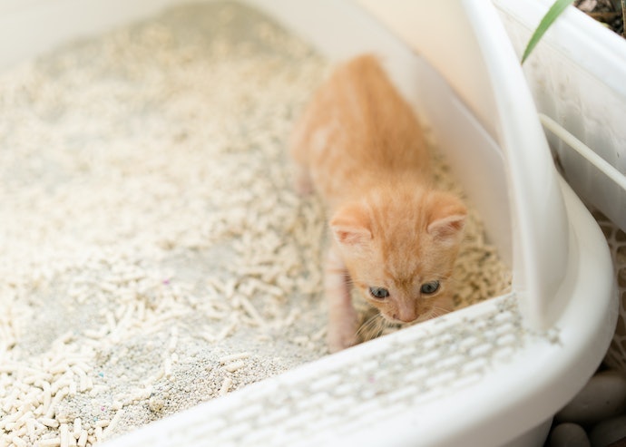 猫が猫砂を食べたときの対処法は?