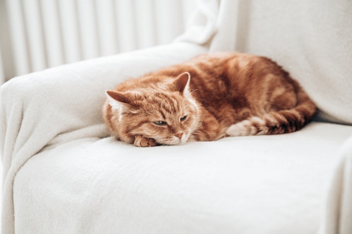 猫がベッドを使ってくれない原因は?
