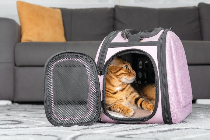 猫がキャリーバッグに入ってくれないときはどうする?