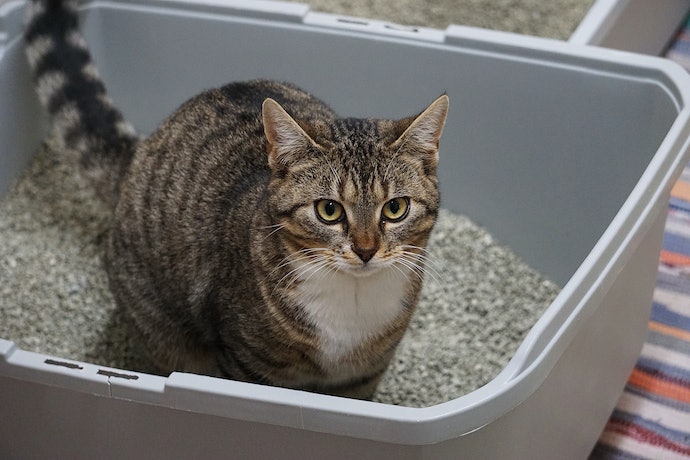 猫用トイレを買い替えるときの注意点は?
