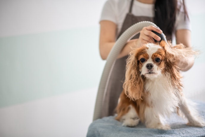 イツワ商事 DUZ プレミアム&コンパクト ハンズフリードライヤー2PROのほかにおすすめの犬用ドライヤーは?