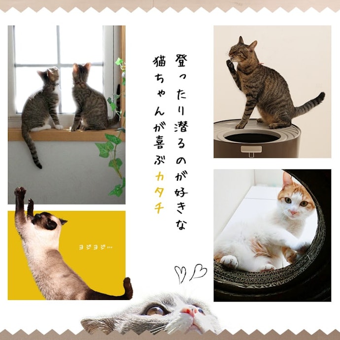 猫トイレの買い替えの注意点は?