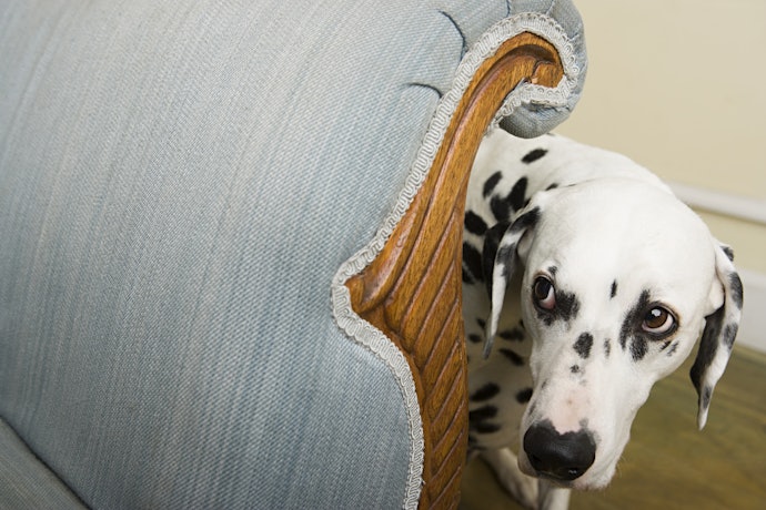 キャリーを怖がる犬はどうしたら入る?