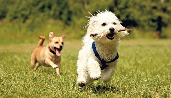 ユニ・チャーム Physicalife 子犬用 チキン&大豆入りはどこで買える?