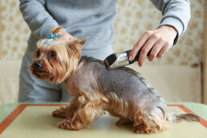 ドギーマン 洗えるコードレスバリカンが向いていない人におすすめの犬用バリカンは?