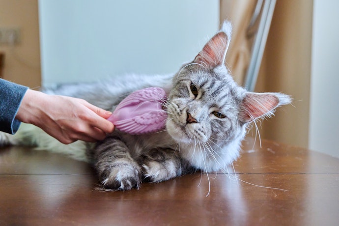 猫を爪切りに慣れさせるコツは?