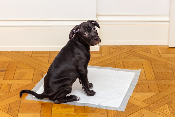 ペティオ アドメイト わんトレーが向いていない人におすすめの犬用トイレトレーは?