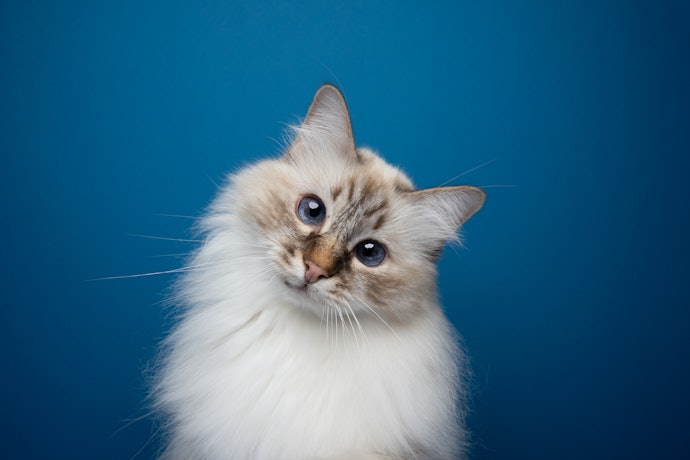 OFT キャットリンクが向いていない人におすすめの猫用自動トイレは?