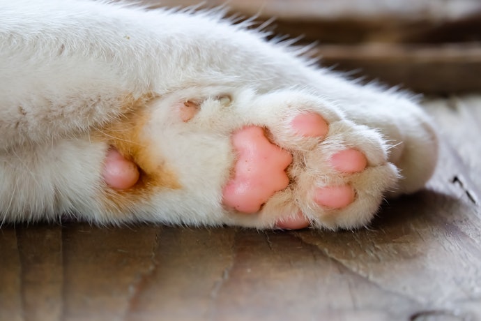 猫の爪切り方法と出血時の対処方法は?