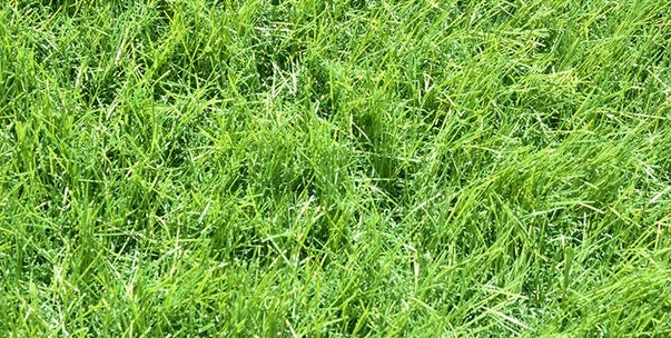 タンスのゲン 超リアル極細人工芝はどこで買える?