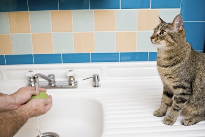 猫用トイレのお手入れ方法は?気を付けることはある?