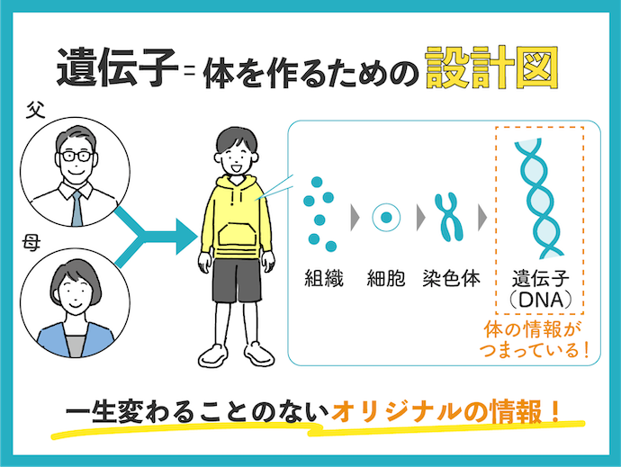 遺伝子ってそもそもなに?一生変わらないの?