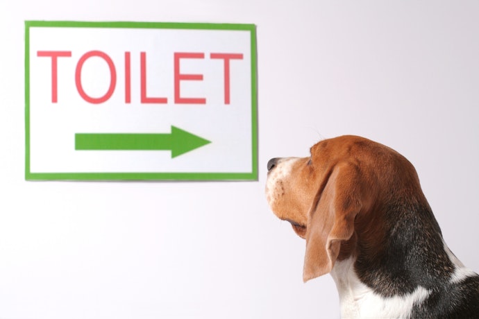 トイレの覚えさせ方は?
