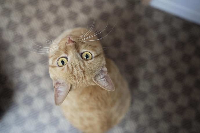 黒缶パウチ しらす入りまぐろとかつおを全35商品と比較 口コミや評判を実際に使ってレビューしました Mybest