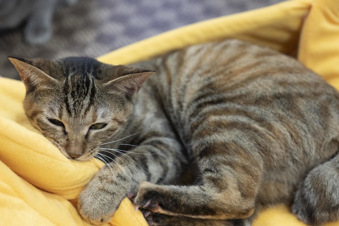 フリスキー トール缶 まぐろを全35商品と比較 口コミや評判を実際に使ってレビューしました Mybest