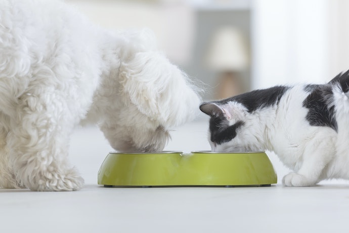犬猫どっちにも使えるの?