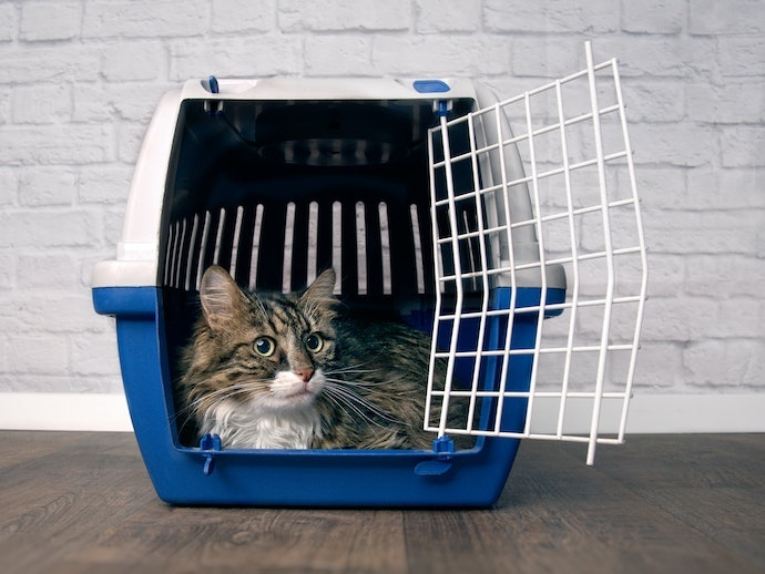 猫用キャリーケースはどんなときに必要になる?