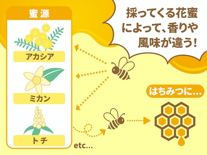 はちみつの味を決める「蜜源」とは?