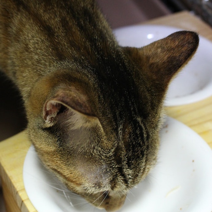 猫用グリニーズ ローストチキン味を全27商品と比較！口コミや評判を実際に使ってレビューしました！ | mybest