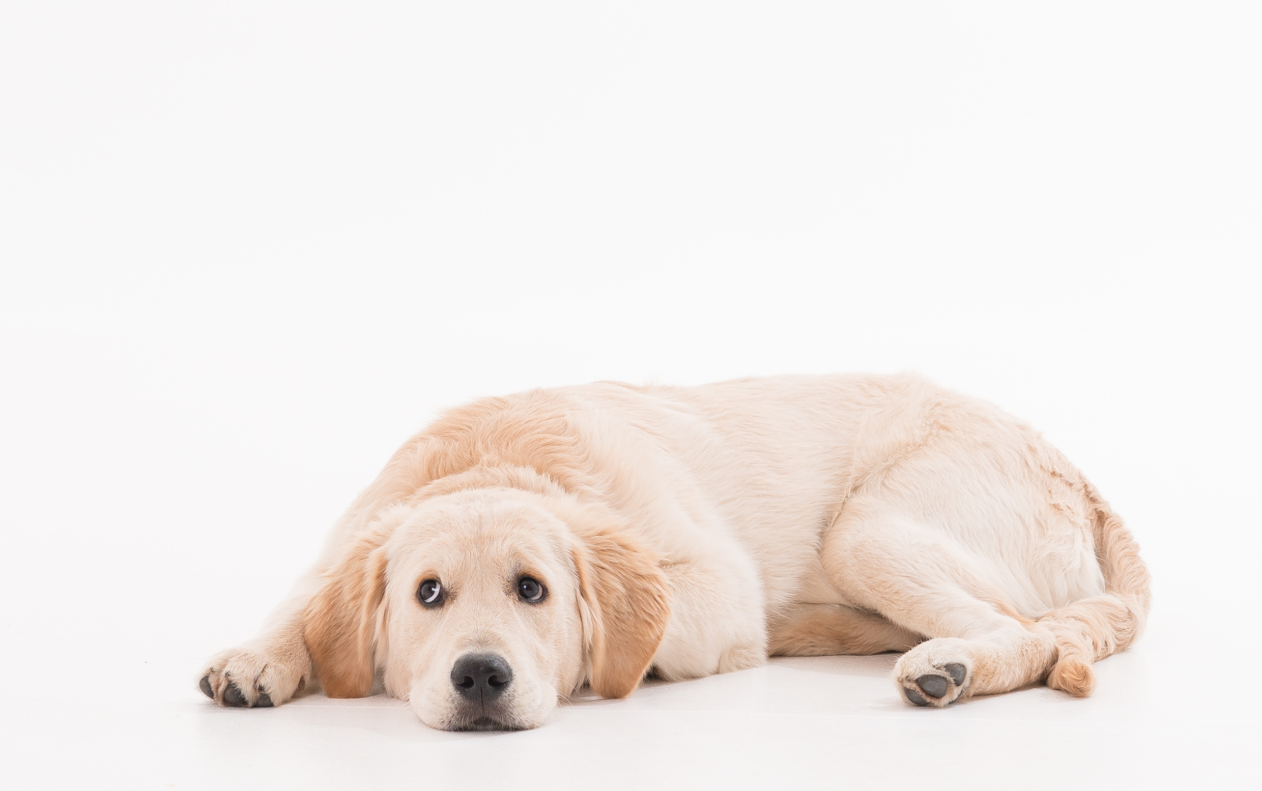 ピュリナワン 成犬用を全24商品と比較 口コミや評判を実際に使ってレビューしました Mybest