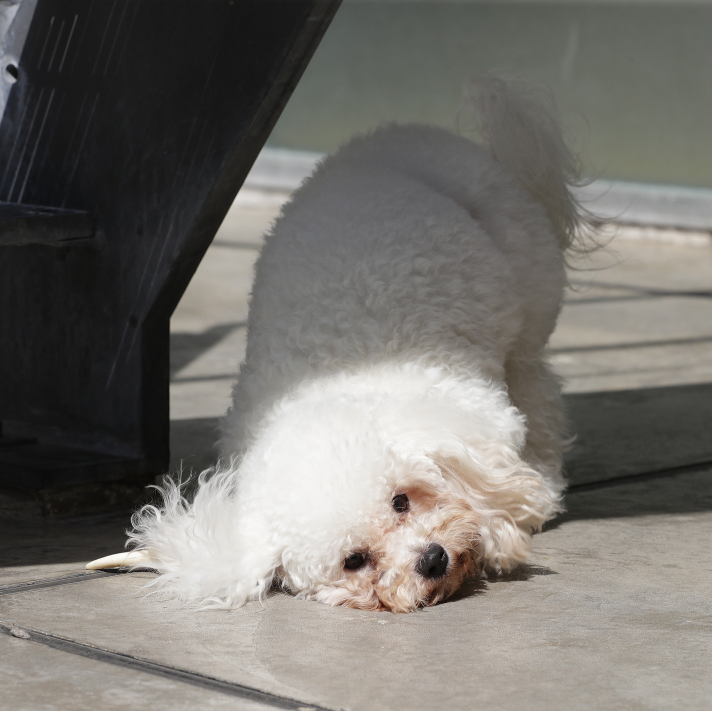 イチカワクリーニング 鹿の角を全15商品と比較 口コミや評判を実際に使ってレビューしました Mybest