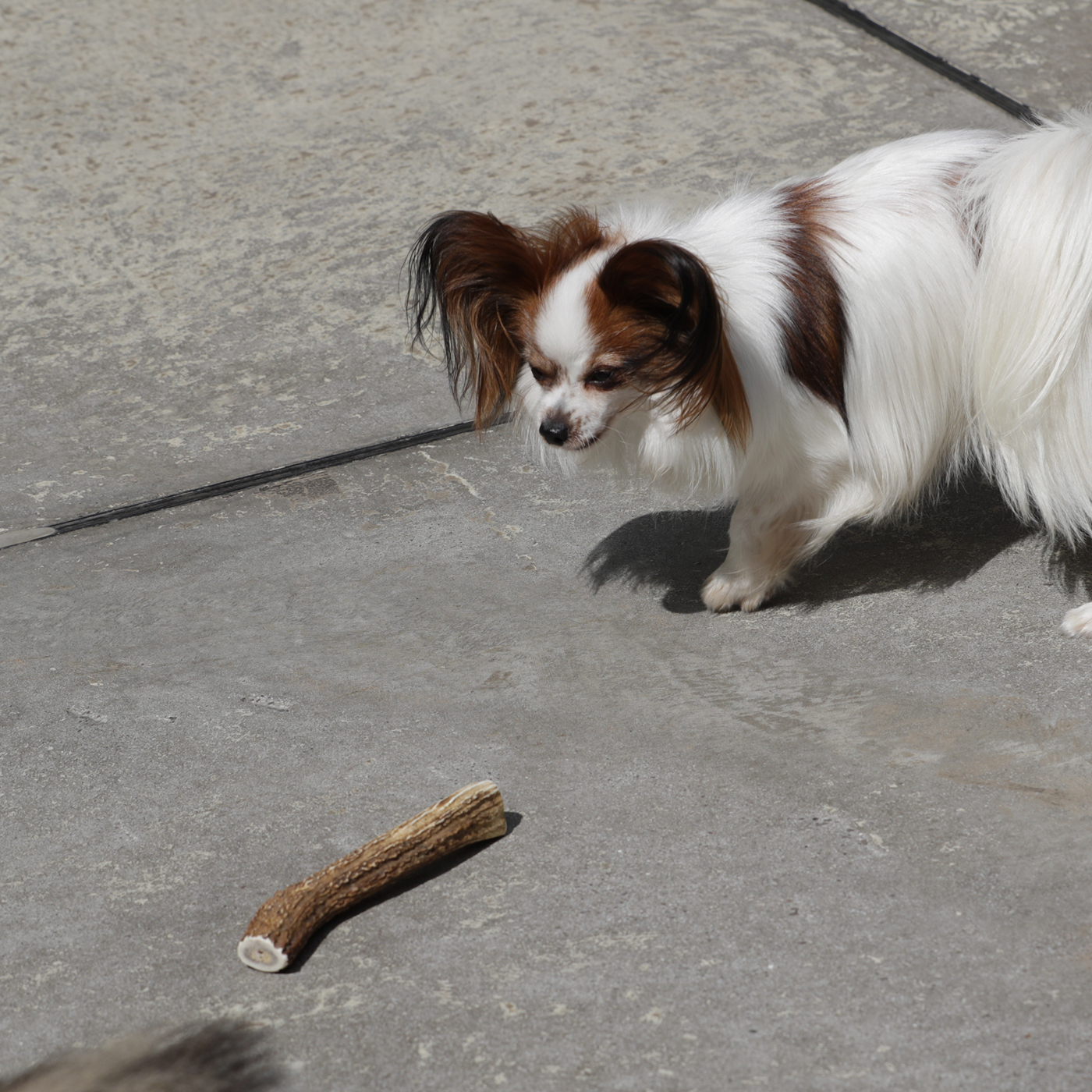 イチカワクリーニング 鹿の角をレビュー！クチコミ・評判をもとに徹底
