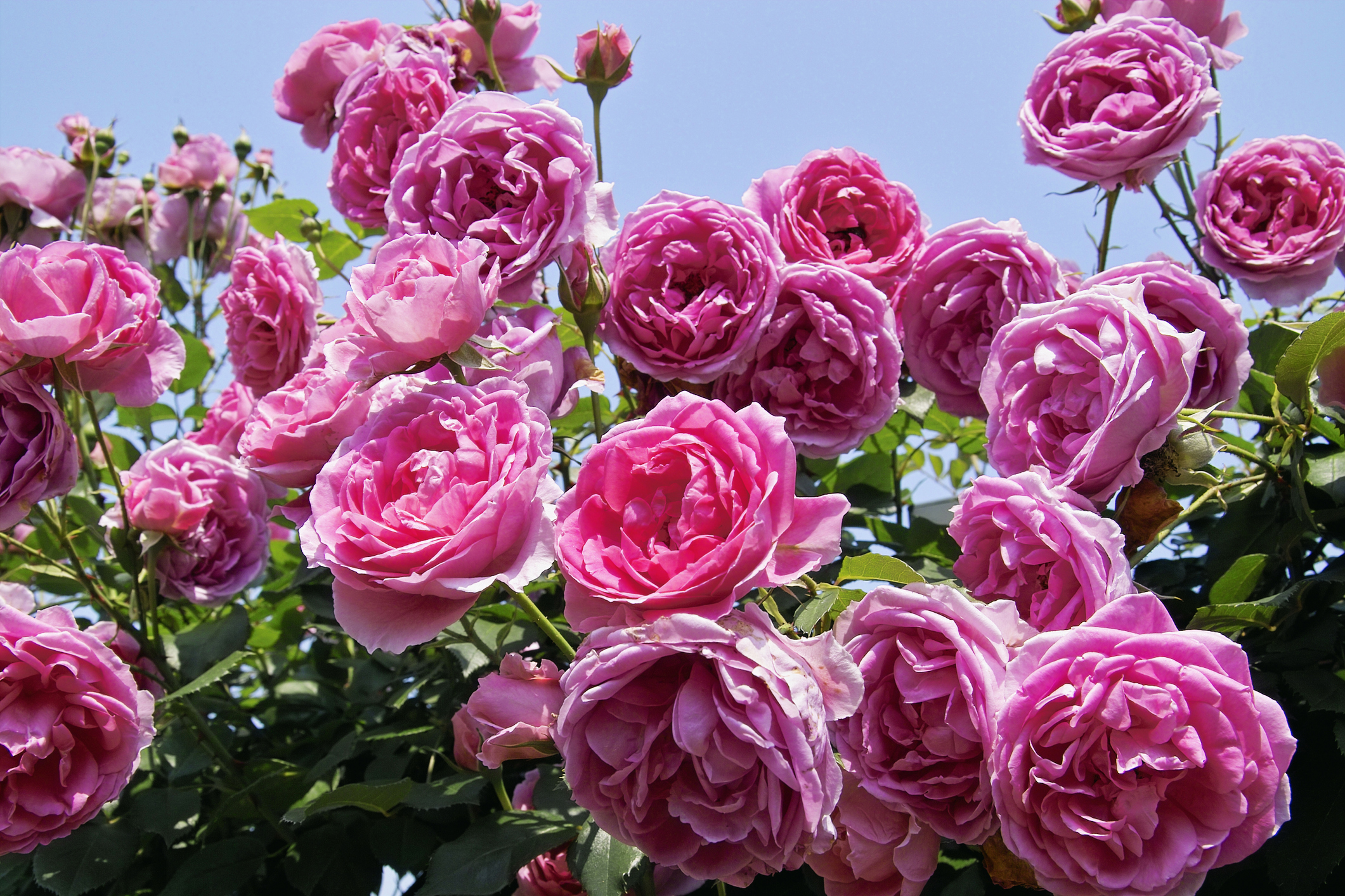 ボールド 香りのおしゃれ着洗剤を全商品と比較 口コミや評判を実際に使ってレビューしました Mybest